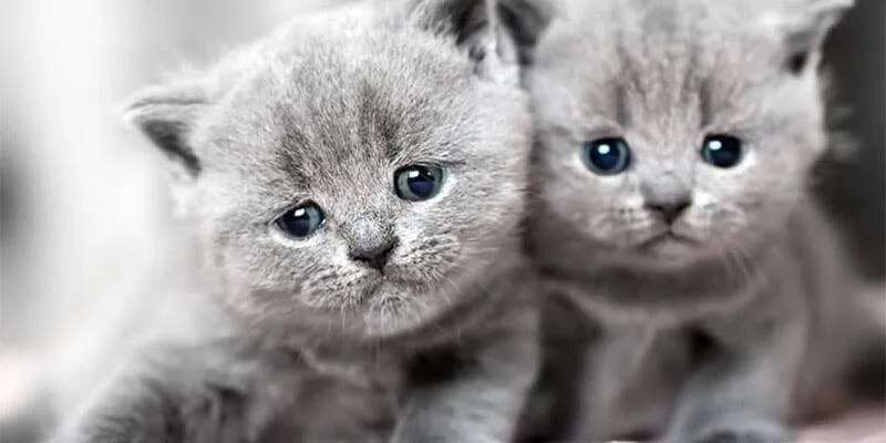 Mộng thấy mèo khả năng cao gia đình có vấn đề