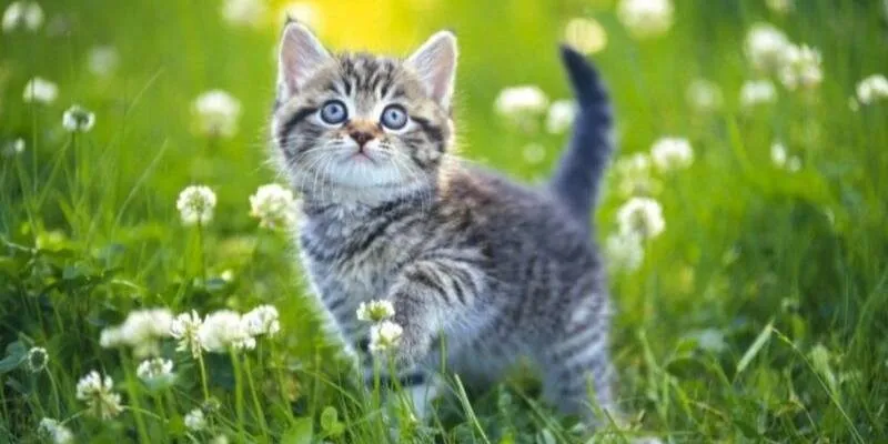 Ngủ mơ thấy mèo chết hãy cẩn trọng